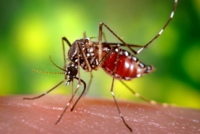 yellow-fever-mosquito